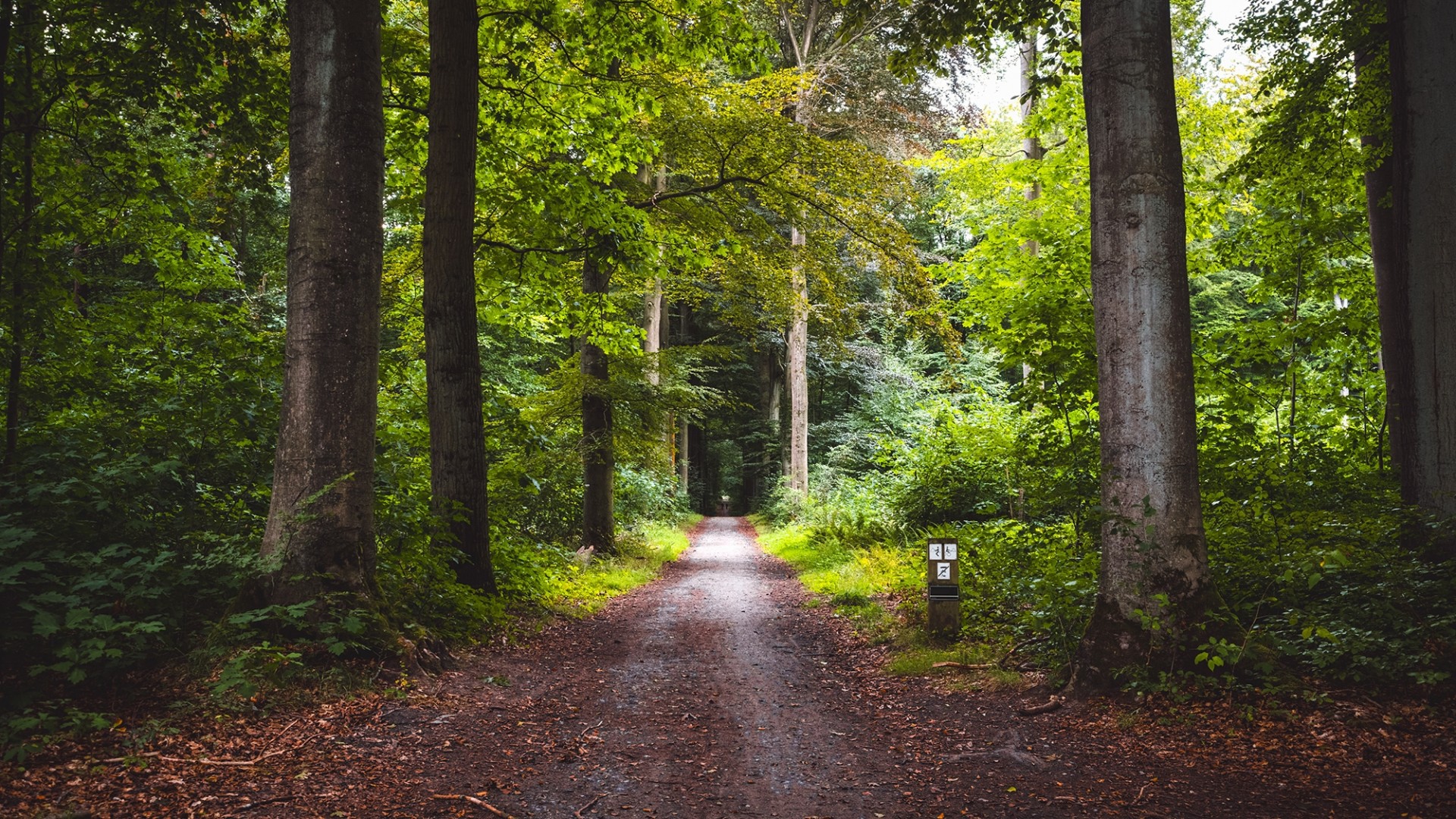 beautiful pathway through woods new